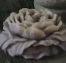 Neopoacupu